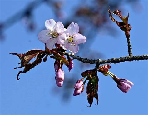 開花|気象庁 